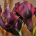 img/flowers-700/flower68-min-min.jpg